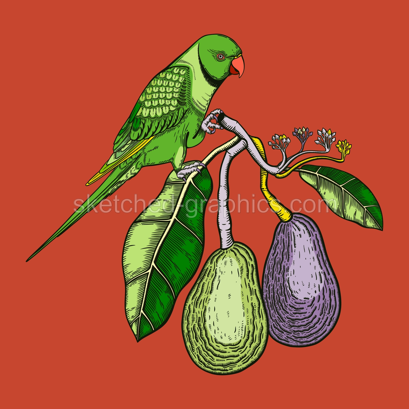 Decorative composition with avocado and green parrot. Colorful avocado branch with flowers, leaves and two whole fruit illustration. Exotic plant and Indian ringneck parrot drawing. Illustration